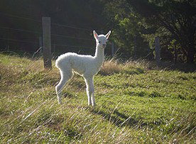 Jaspers Brush B And B - Accommodation Tasmania 0