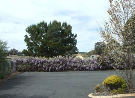 Lilac City Motor Inn & Streakhouse - Accommodation Tasmania 1
