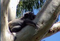 Dunbogan Caravan Park - Accommodation Tasmania 2