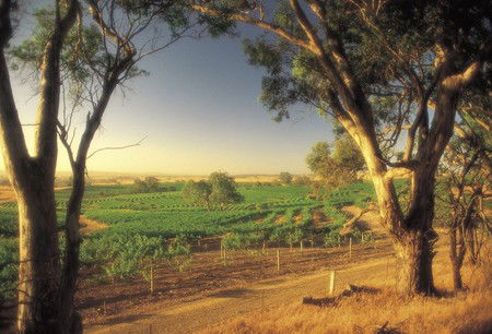 BIG 4 Barossa Tourist Park - Accommodation Tasmania 5
