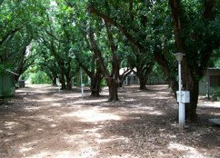 Daly River Mango Farm - Accommodation Tasmania 4