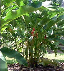 Virginia Heliconia Farm - Accommodation Tasmania 2