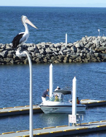 Edithburgh Caravan Park - Accommodation Tasmania 6