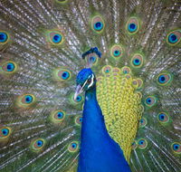 Willunga Peacock Farm Bed and Breakfast - Accommodation Tasmania