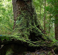 Land of the Giants Caravan Park - Accommodation Tasmania