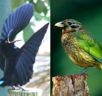Chambers Wildlife Rainforest Lodges - Accommodation Tasmania