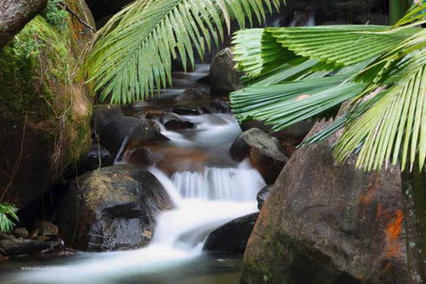 Daintree Secrets (Award Winning Retreat) - Accommodation Tasmania 1