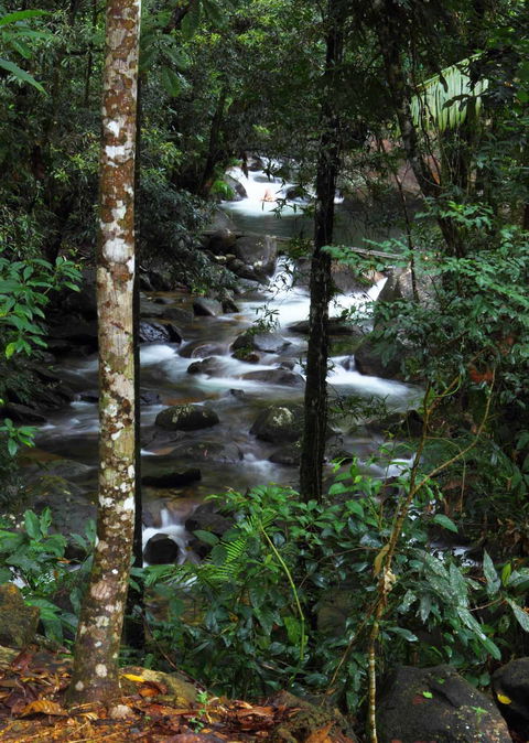 Daintree Secrets (Award Winning Retreat) - Accommodation Tasmania 2