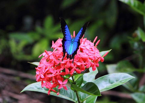 Daintree Secrets (Award Winning Retreat) - Accommodation Tasmania 5