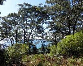 Booderee National Park: Bristol Point Camping Area - Accommodation Tasmania 1