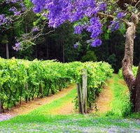Bago Vineyards - Accommodation Tasmania