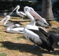 Christmas Cove Caravan Park - Accommodation Tasmania
