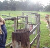 Boronia Farm Farmstay - Accommodation Tasmania