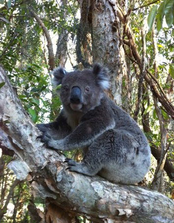 O'Carrollyns At One Mile Beach - Accommodation Tasmania 0