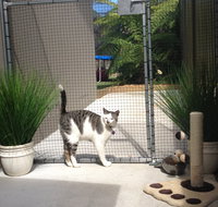 Caringbah Cat Hotel - Accommodation Tasmania