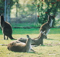 Tangkuinya - Accommodation Tasmania