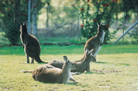 Tangkuinya - Accommodation Tasmania 0