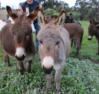 Donkey Tales Farm Cottages - Accommodation Tasmania
