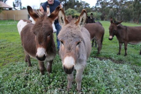 Donkey Tales Farm Cottages - Accommodation Tasmania 0