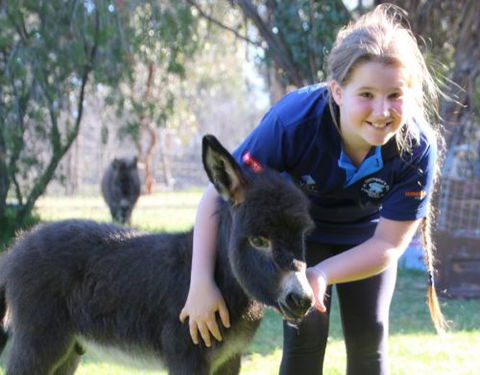 Donkey Tales Farm Cottages - Accommodation Tasmania 1