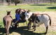 Donkey Tales Farm Cottages - thumb 2