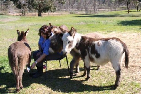 Donkey Tales Farm Cottages - Accommodation Tasmania 2