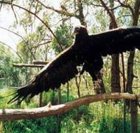 Curlew Hill Sanctuary - Accommodation Tasmania