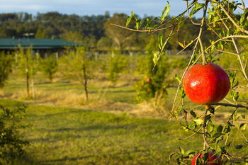 Talga Estate - Accommodation Tasmania 25