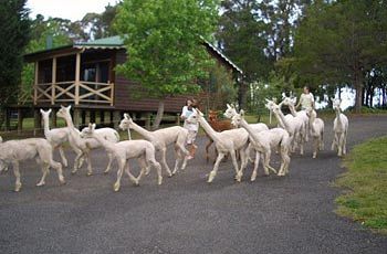 Madison's Mountain Retreat - Accommodation Tasmania 6