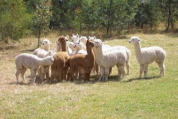 Madison's Mountain Retreat - Accommodation Tasmania 7