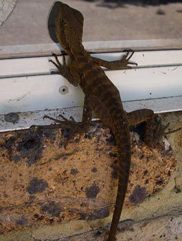 Madison's Mountain Retreat - Accommodation Tasmania 9