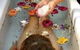 Egyptian Dream Retreat - thumb 16