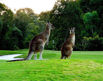 Noosa Springs Golf Resort & Spa - Accommodation Tasmania 12