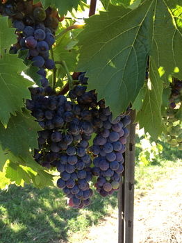 Lilies Luxury Retreats - Accommodation Tasmania 27