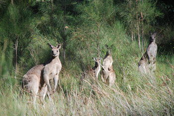 Worrowing At Jervis Bay - Accommodation Tasmania 51