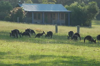 Worrowing At Jervis Bay - Accommodation Tasmania 62