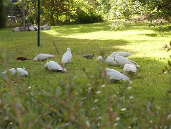 Crimson Villa - Accommodation Tasmania 4