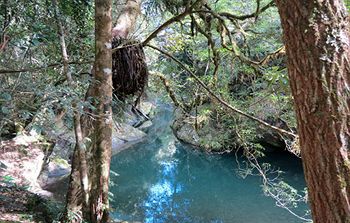 Barrington Wilderness Cedar Lodge Accommodation - Accommodation Tasmania 8
