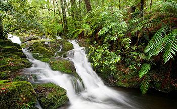 Barrington Wilderness Cedar Lodge Accommodation - Accommodation Tasmania 10