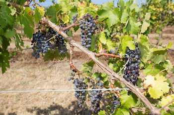 De'Vine Escape - Accommodation Tasmania 13