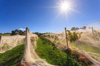 De'Vine Escape - Accommodation Tasmania 14