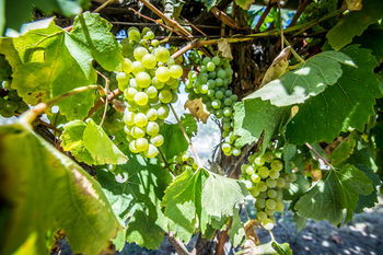 De'Vine Escape - Accommodation Tasmania 20