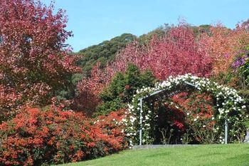 Terrigal Hinterland Bed And Breakfast - Accommodation Tasmania 11
