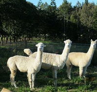 Blackwattle Farm BampB and Farm Stay - Accommodation Tasmania