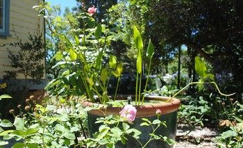 Kurrara Historic Guest House - Accommodation Tasmania 16