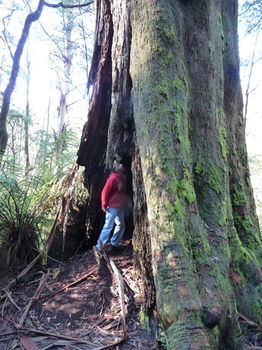 Brentwood Accommodation - Accommodation Tasmania 56