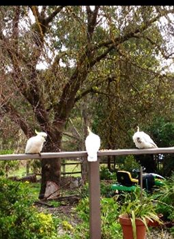Australian Home Away @ Wonga Park Brushy Creek - Accommodation Tasmania 0