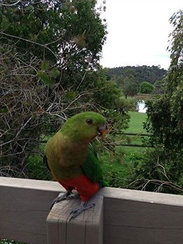 Australian Home Away @ Wonga Park Brushy Creek - Accommodation Tasmania 2