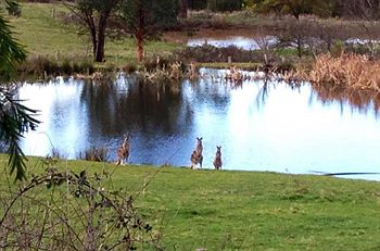 Australian Home Away @ Wonga Park Brushy Creek - Accommodation Tasmania 8