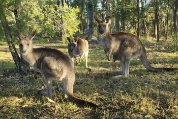 Eagleview Resort - Accommodation Tasmania 42
